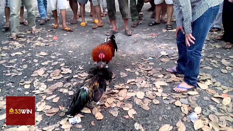 Đá Gà Cựa Sắt - Những cửa cược người mới hay gặp