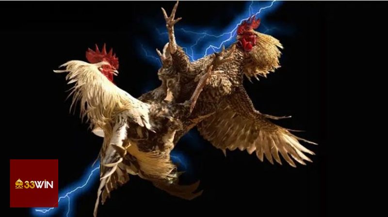 Đá Gà 33win - Cách quan sát trận đấu hiệu quả