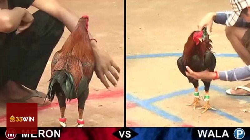 Đá Gà 33win - Hiểu đúng về đá gà trực tuyến