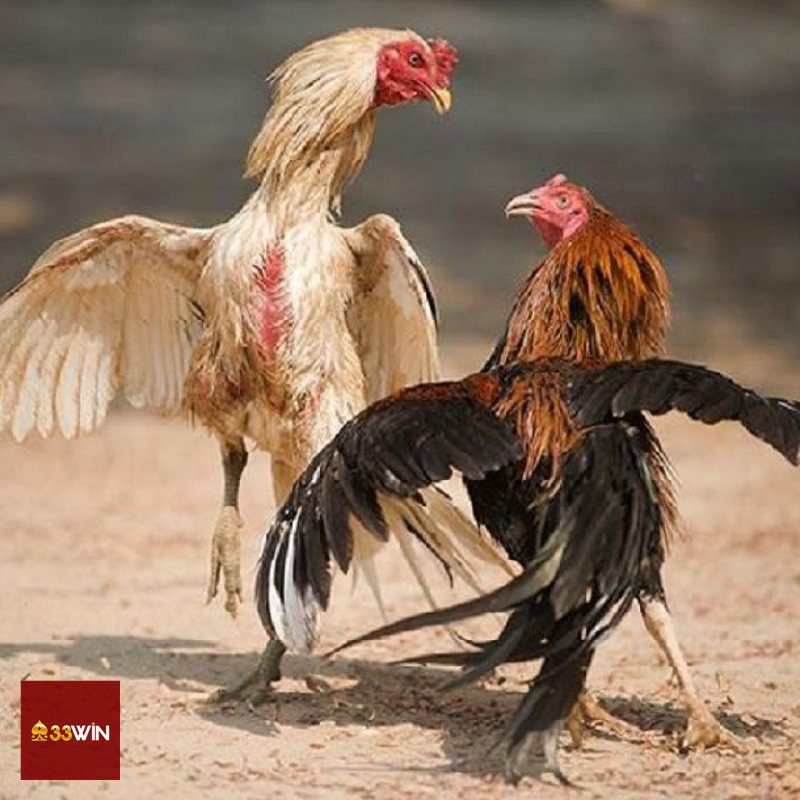 Đá Gà Cựa Sắt - Vai trò của nền tảng 33win trong trải nghiệm